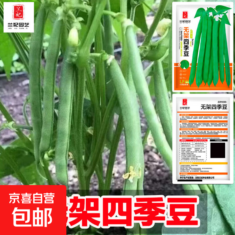 八月忙冻死鬼豆角无筋高产耐寒四季田园庭院豆角蔬菜 无架四季豆（约30粒） 1袋