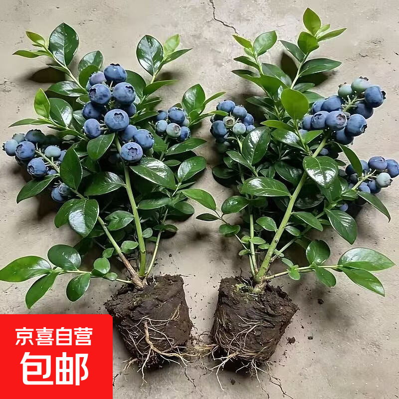 蓝莓树苗南方北方庭院阳台地栽盆栽种植大果苗耐寒耐热果树苗大全 蓝莓苗：3年苗30-40CM【春季带花或带果】二盆