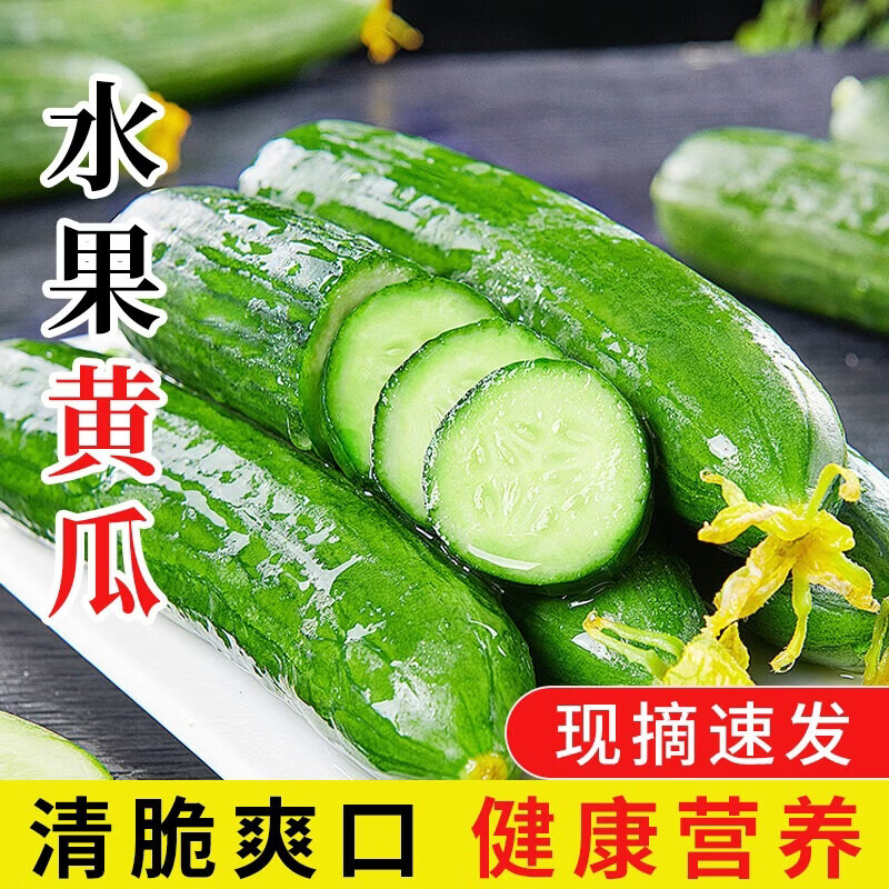 京鲜匠山东水果黄瓜  脆嫩清甜小黄瓜 新鲜蔬菜健康 产地直发 净 4.5斤 现摘精选果