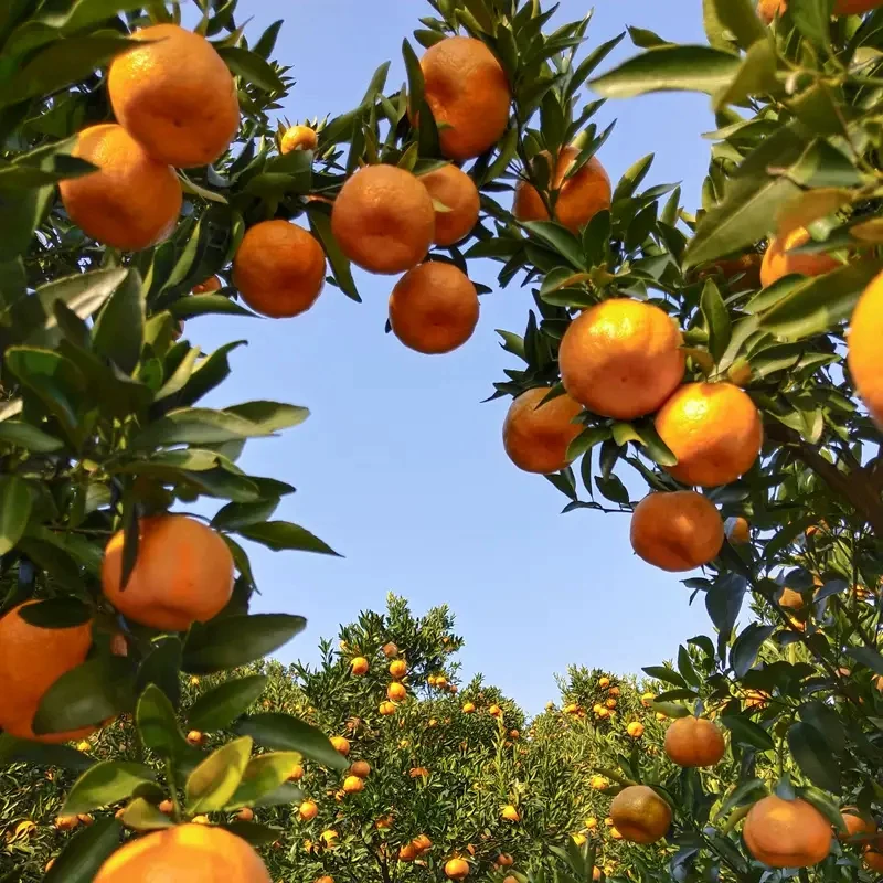 uncle lemon新鲜现摘正宗四川芦柑椪柑橘子新鲜柑橘老树品种应当季孕妇水果 5斤 中果（单果重量70-90g）