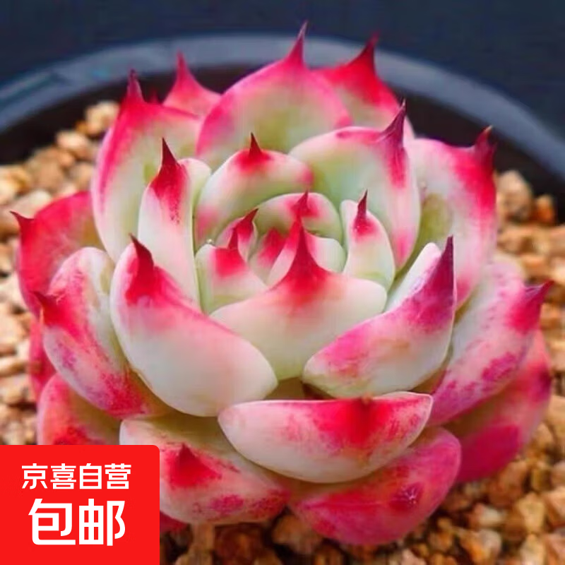 新手多肉植物小盆栽阳台套装组合网红套餐绿植花卉植物好养 藕色吉娃娃2-4CM加肥料 不含盆