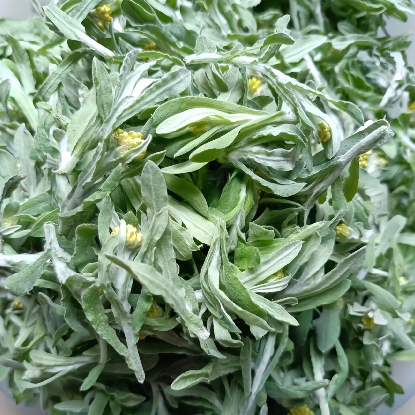 炎之梦®湖南鼠曲草清明菜鼠耳草黄花白艾田艾草糍粑青团原料新鲜现摘 白艾(鼠曲草) 500g