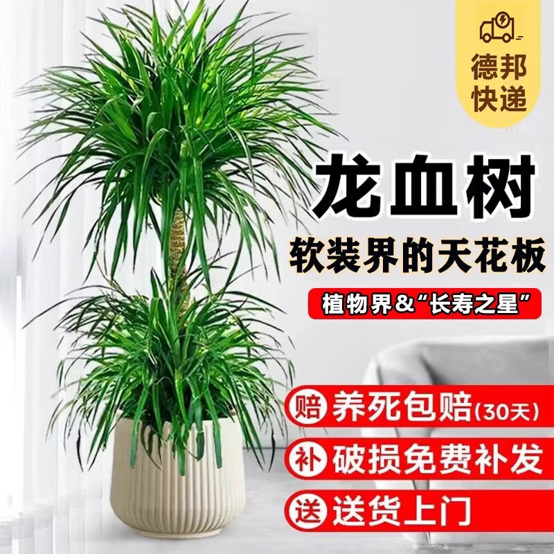 开时果 送货上门 龙血树大型盆栽多头龙须树办公室内龙铁树客厅植物盆景 【送货上门】龙血树1.2-1.4米【菱形树脂盆】
