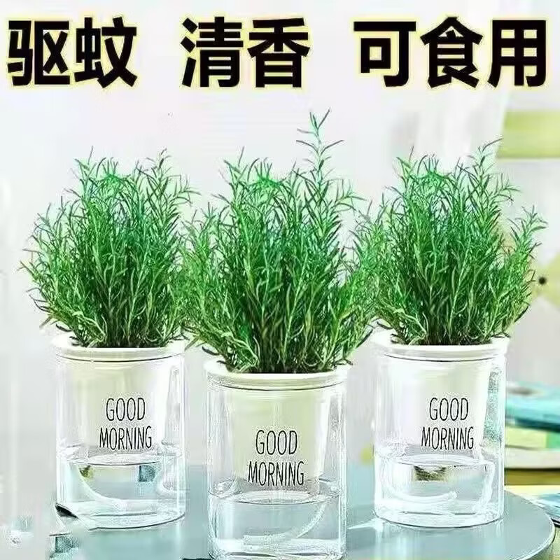 薄荷迷迭香盆栽可食用绿植桌摆驱蚊好养易活清香提神净化空气植物 各一盆
