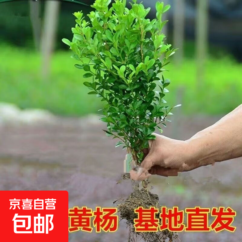 黄杨盆景耐寒办公室内盆栽四季常青好养客厅花卉庭院树苗桌面绿植 黄杨盆栽【高30-35】一颗 不含盆：带原土球保鲜发货【耐寒耐热】
