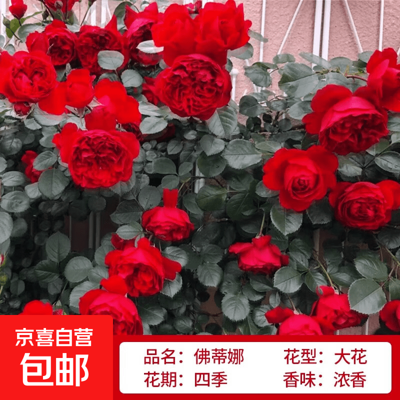 �ļ��໨ŷ��Ǿޱ�����¼����������ش󻨴���Ũ����������Ԯֲ�� ����1-1.3�����Ҿ�ѡ����