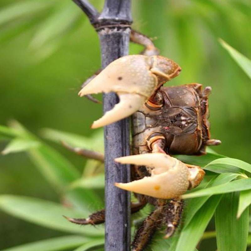 路小雅相手蟹相守蟹辣椒蟹将军蟹观赏蟹水族清洁除藻淡水螃蟹活体宠物