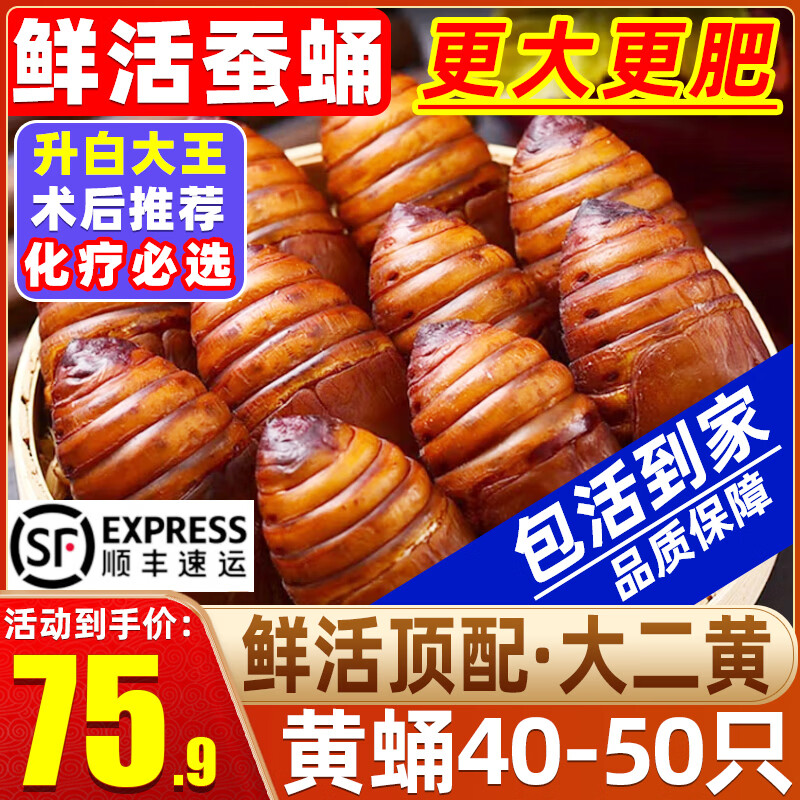 辽梦【销量20万+只】蚕蛹鲜活发货东北特产 新鲜茧蛹特级大黄蚕蛹蝉蛹 大二黄 净重500g【45-50只】