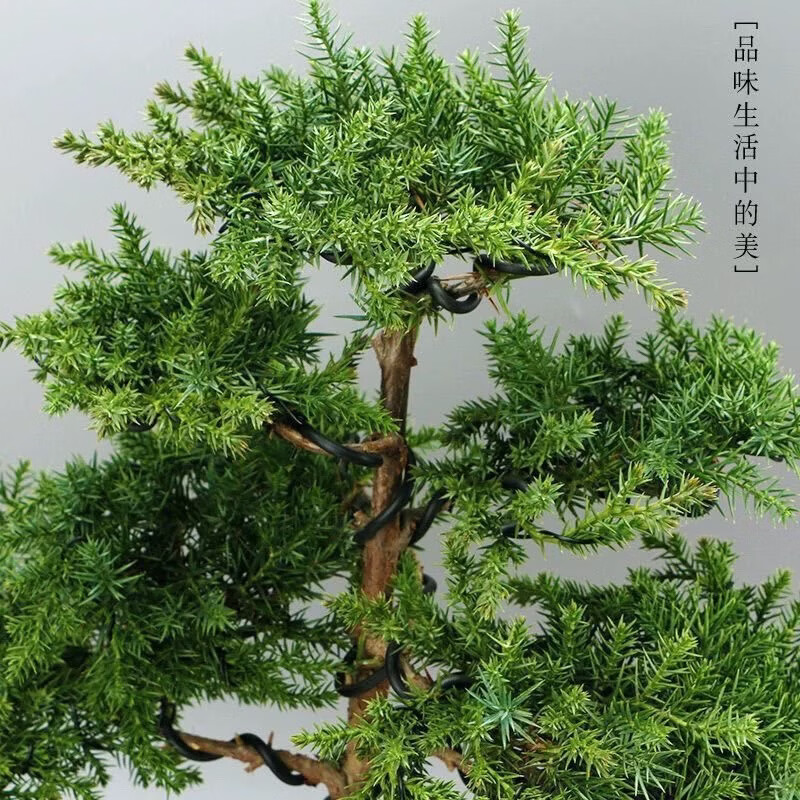 创意盆景地柏树苗迎客松造型真树盆栽手工编制室内外绿植四季常青 一手遮天+知足常乐陶瓷盆 原土球发货/送红色塑料盆