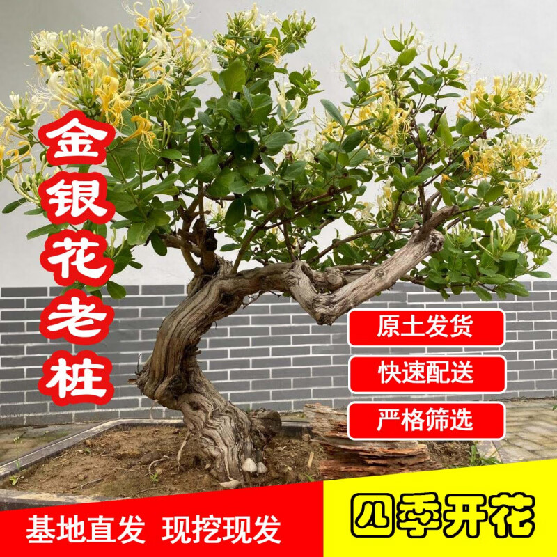 【四季开花】金银花老桩正宗名贵花可食用庭院阳台绿植四季好养 15年四季金银花1棵(粗8-10公分)