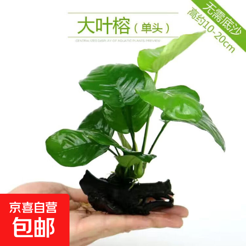【京东物流】水草套餐 好养耐活真水草植物绿菊大叶绿九冠鱼缸 单 头 水榕沉木一份