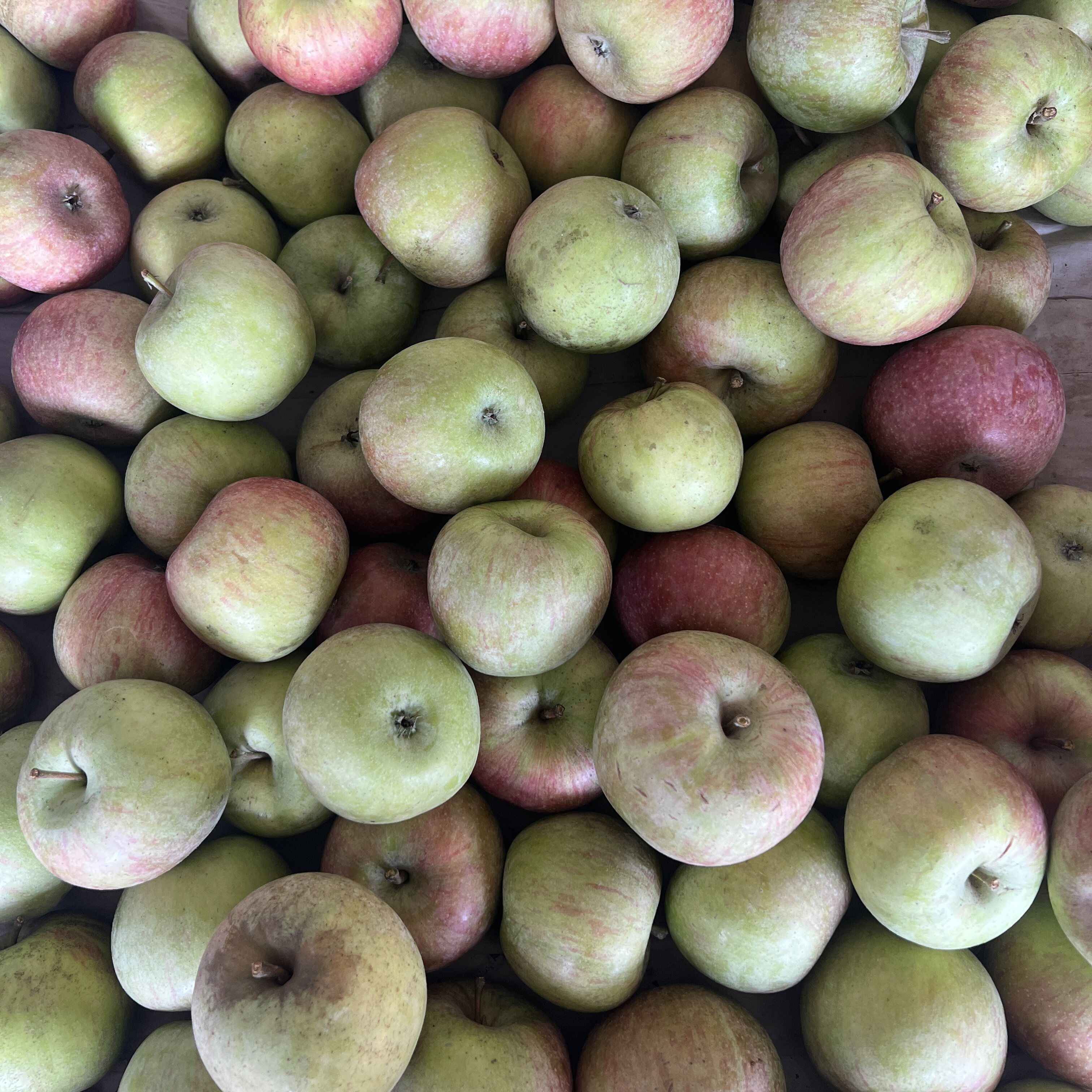 鞍山南果梨辽南小光苹果5斤装辽宁瓦房店果光东北产鲜酸甜水果 5斤 60mm以下