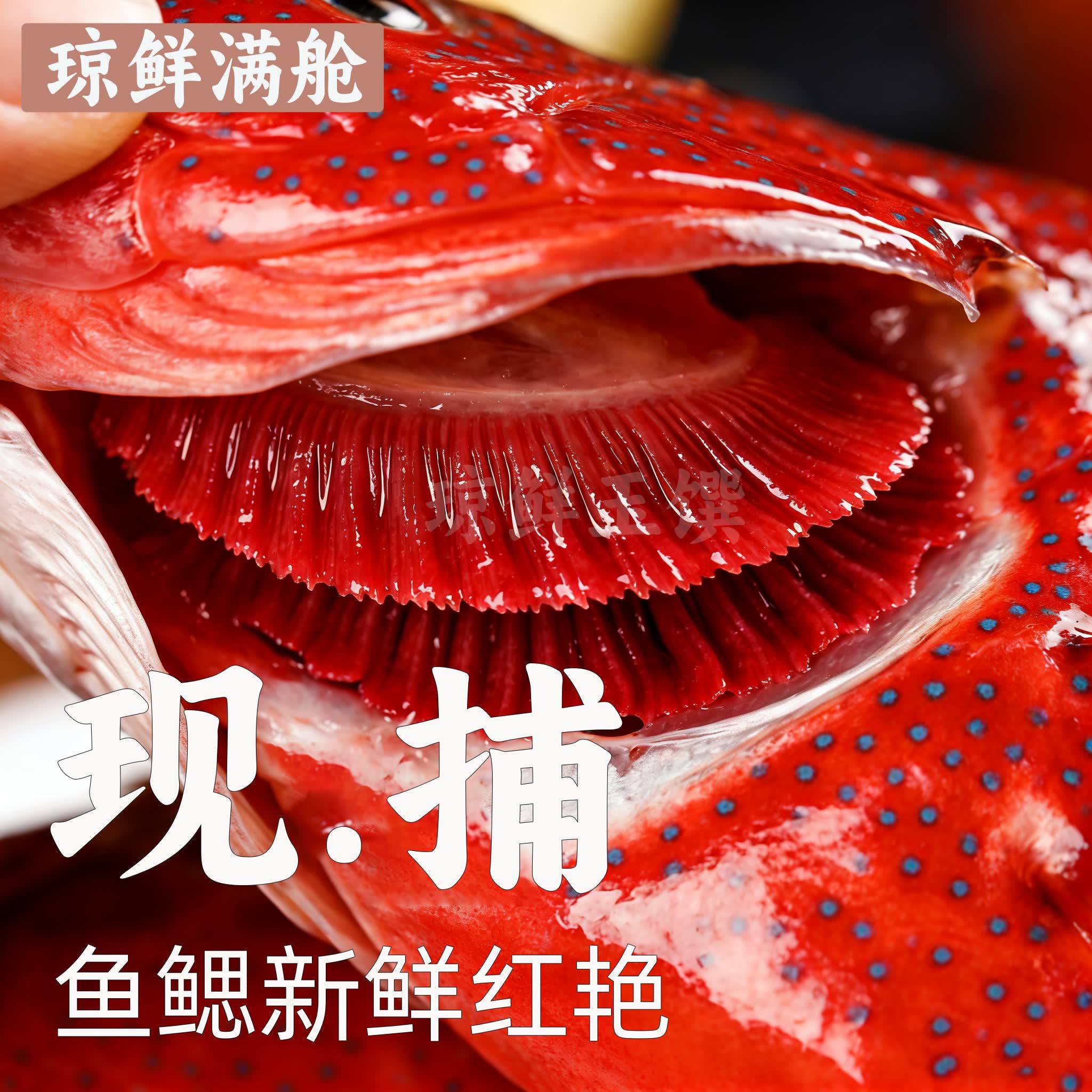 鲜当道优选东星斑鲜活锁鲜三去净膛肉质细嫩家常海鲜食材顺丰包邮 【家庭优选款】1.1-1.3 斤 / 条 原条鲜冻