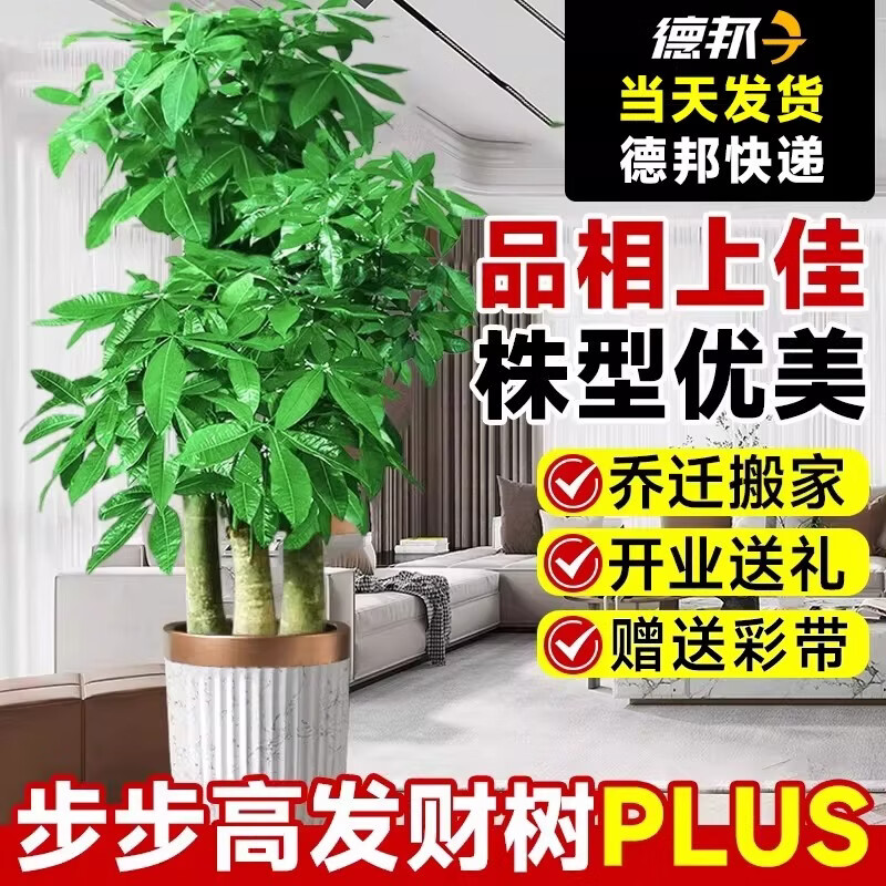 开时果 送货上门 三杆发财树大棵盆栽步步高大型绿植物开业礼品客厅盆景 【主图爆款】发财树【1.6-1.8米】金边陶瓷盆 基地直发-赠送彩带