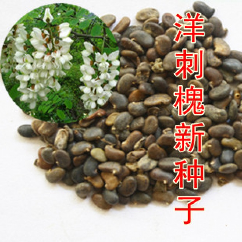 林木种子花卉苗木树种 行道绿化 刺槐种子 洋槐树种子 白花槐种子 一