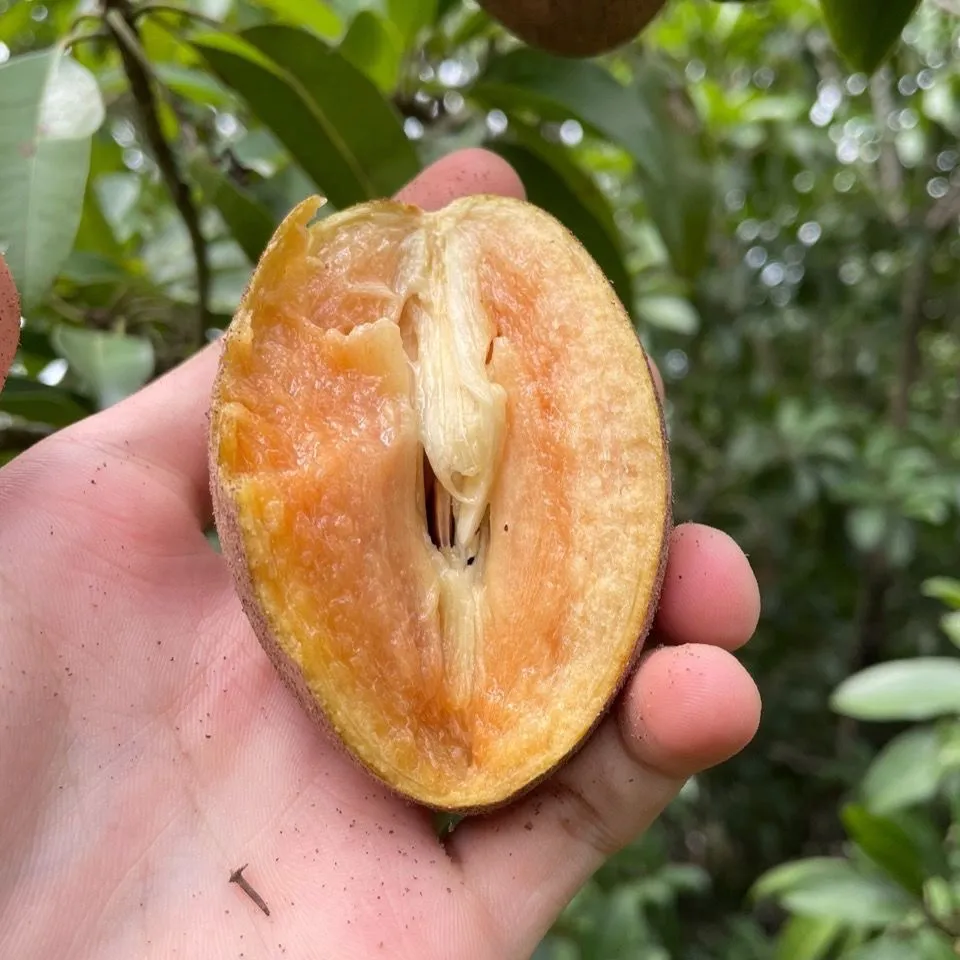 海南人心果人参果罕见水果养生圣果巨甜多汁老树现摘批发整箱包邮 精选大果 5斤