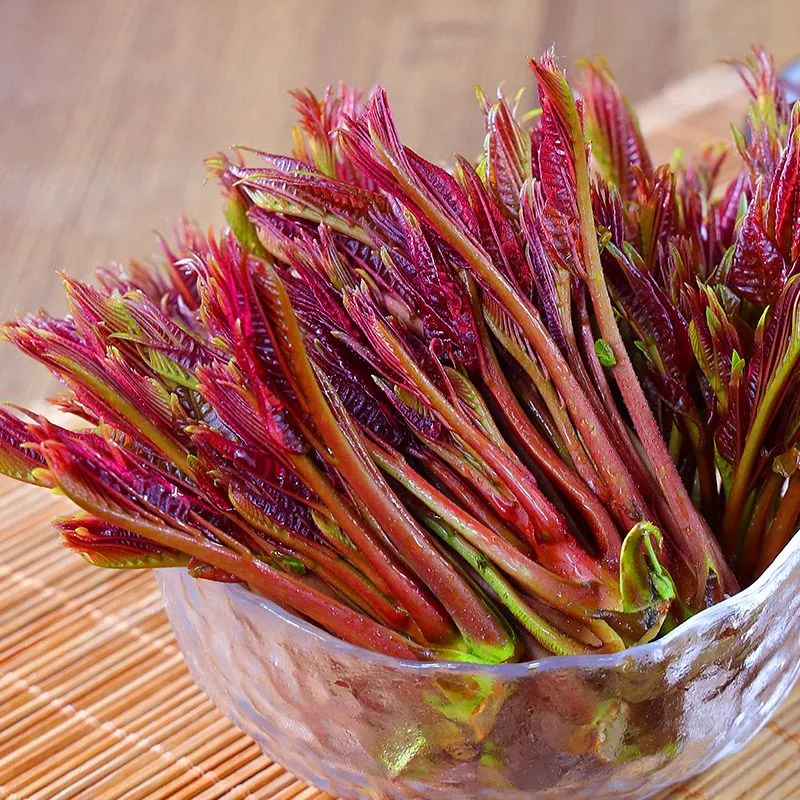 野生香椿芽嫩芽现摘新鲜头茬四川特产正宗香椿头露天春芽应季蔬菜 高效冰袋保鲜(比大棚香椿香9倍 2斤