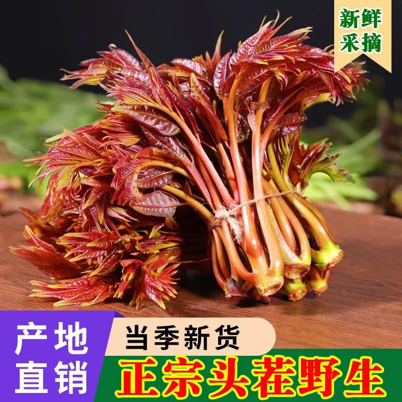 野生香椿芽嫩芽现摘新鲜头茬四川特产正宗香椿头露天春芽应季蔬菜 高效冰袋保鲜(比大棚香椿香9倍 2斤