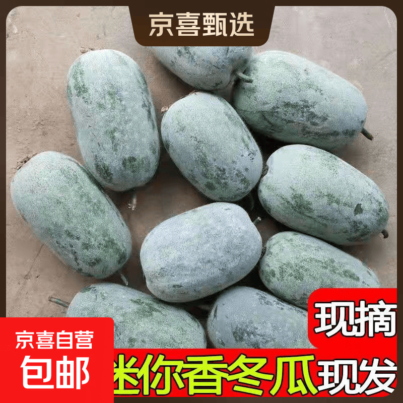 挂霜翠玉高原迷你冬瓜现摘新鲜蔬菜清新刮油减脂减肥 河南冬瓜 5斤 净重