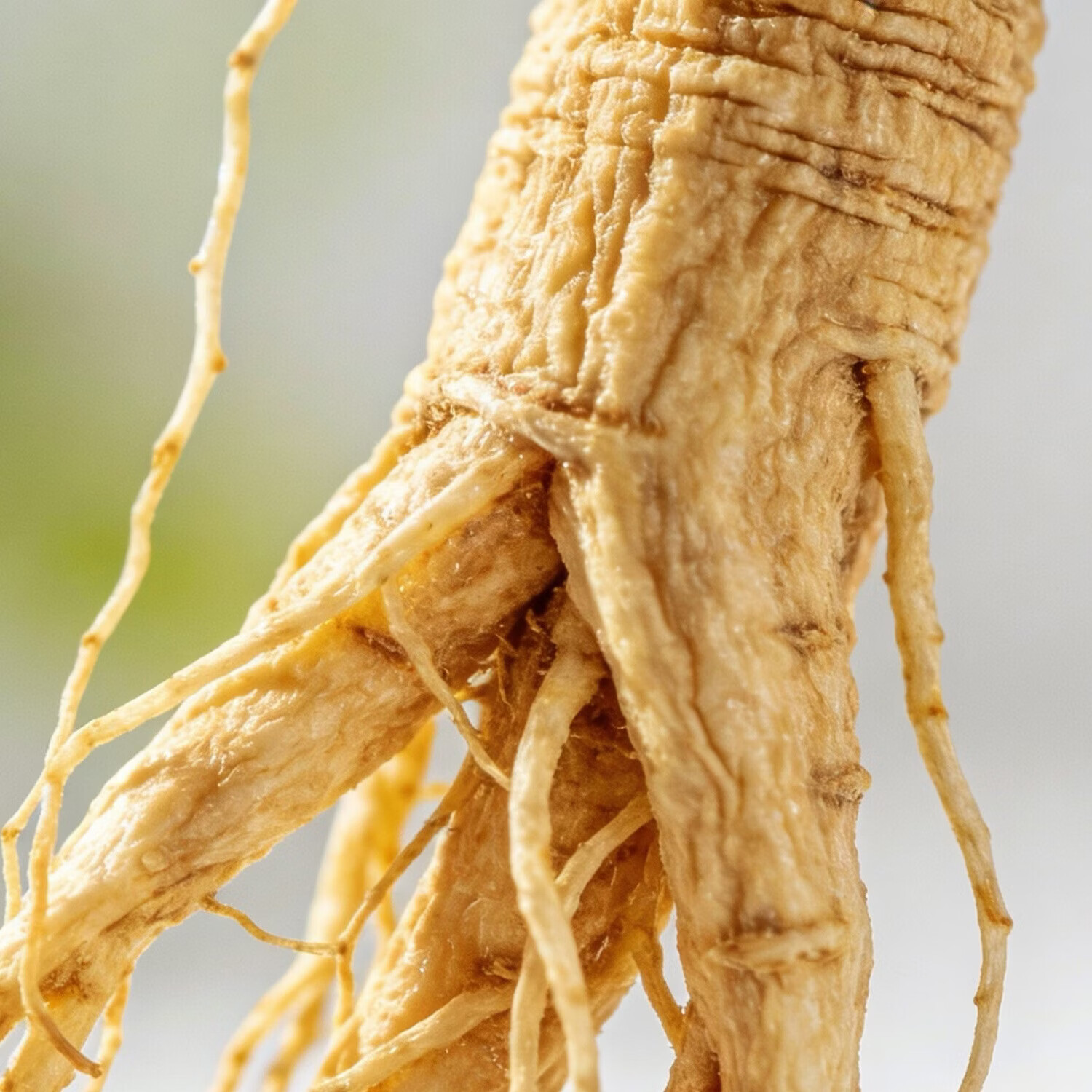 OO-UMAI(加拿大西洋参)足五年花旗参:下特大枝大节:252克起 252g*1罐 切片