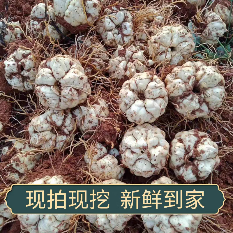 宜兴鲜百合 水果蔬菜25年食用百合新鲜 微苦 卷丹百合产地直发 两斤（每斤3个左右）