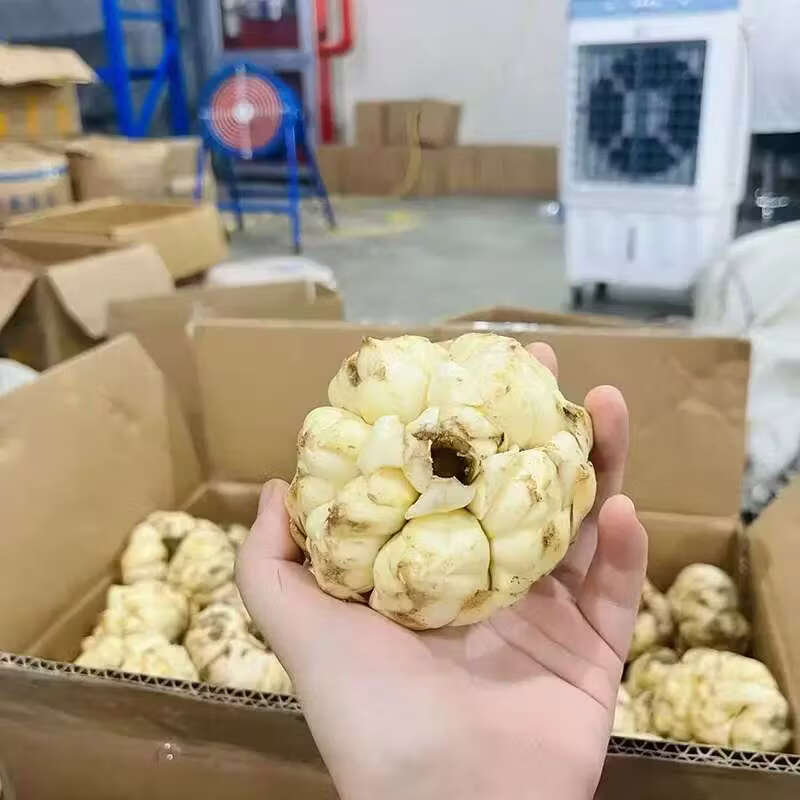 宜兴鲜百合 水果蔬菜25年食用百合新鲜 微苦 卷丹百合产地直发 两斤（每斤3个左右）