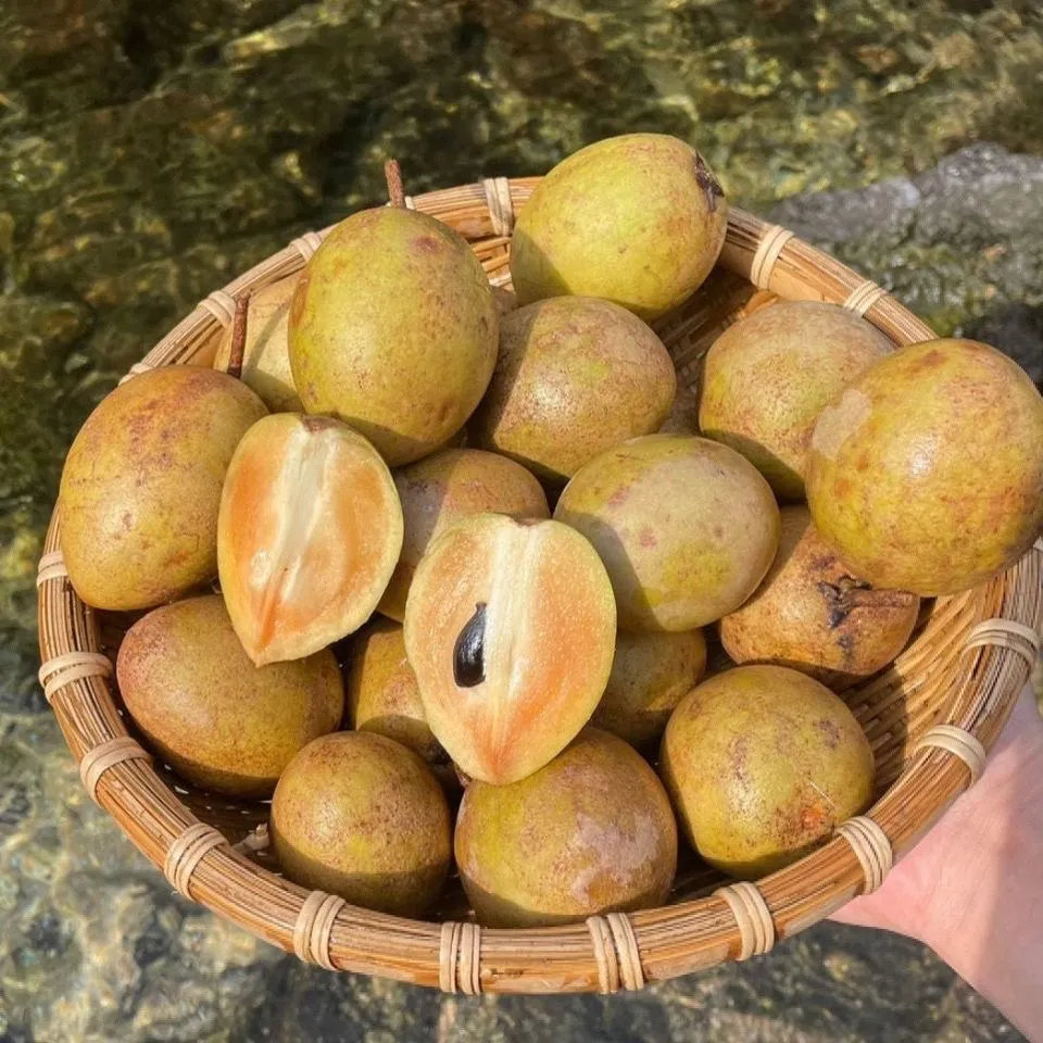 海南人心果人参果罕见水果养生圣果巨甜多汁老树现摘批发整箱包邮 精选大果 5斤