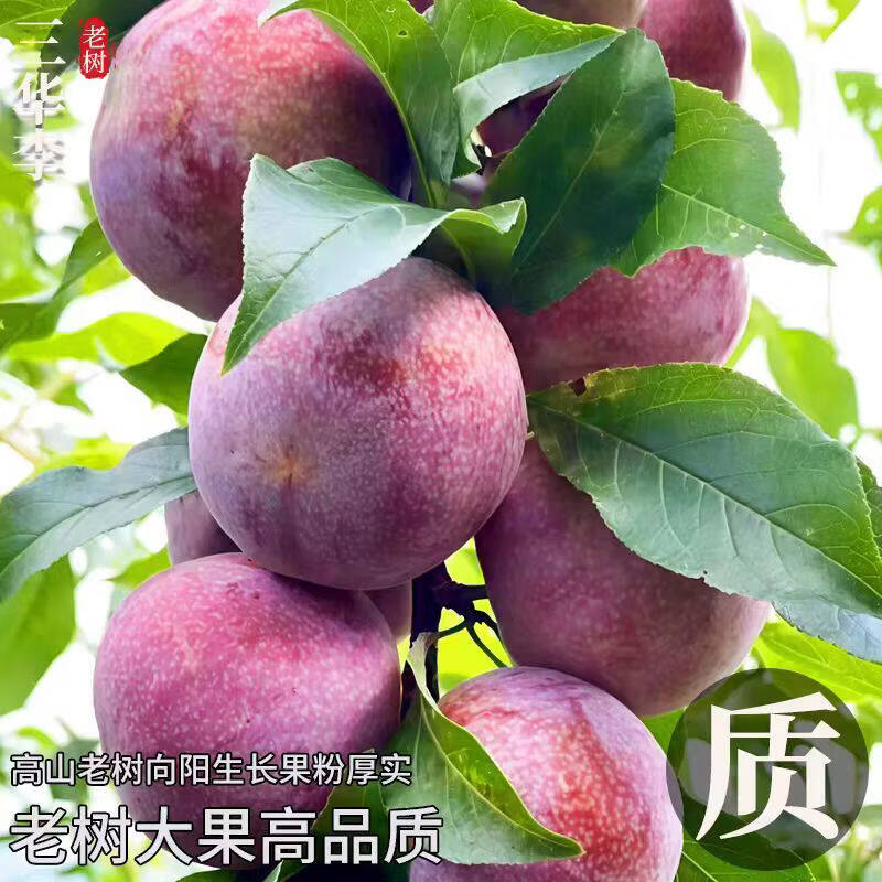 顶掌柜顺丰现货 5斤红心三华李新鲜李子水果当季樱脆甜桃孕妇整箱包邮大 2斤 70-90g 【顺丰/京东】商超大果丨肉厚核小