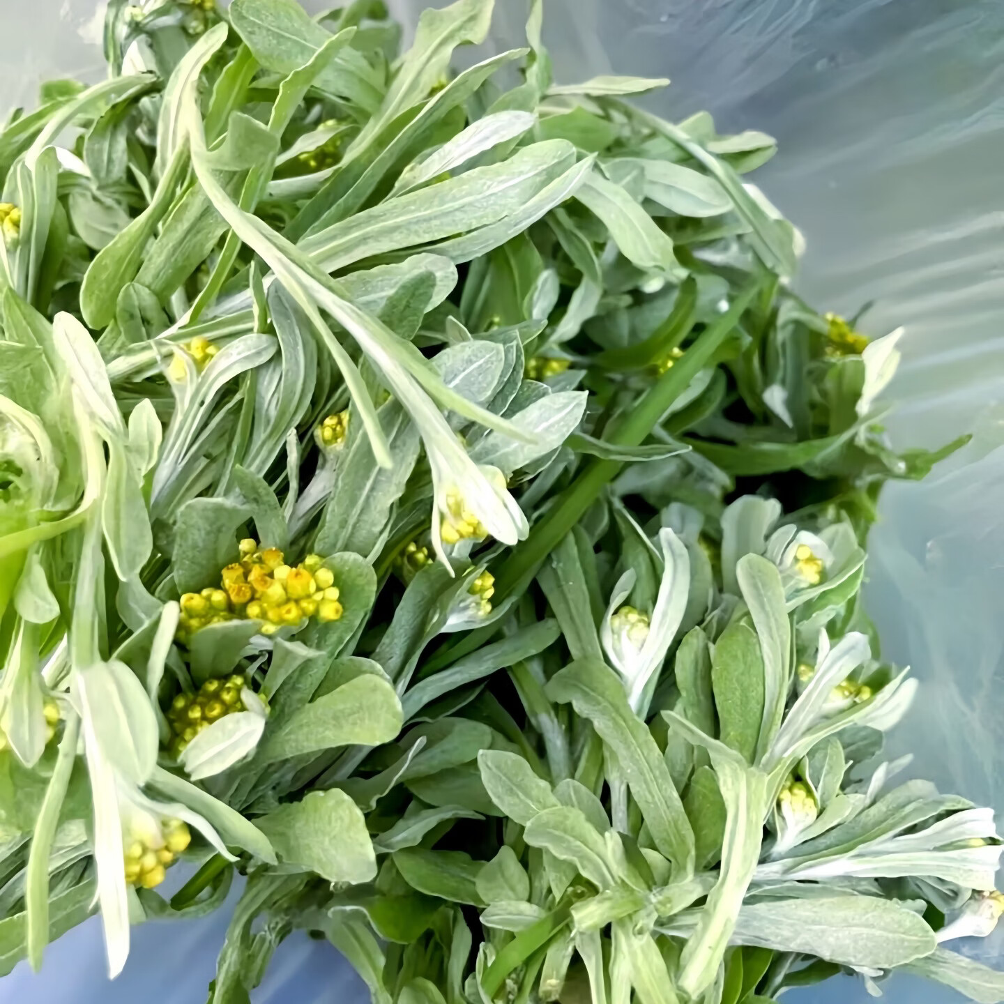 炎之梦®湖南鼠曲草清明菜鼠耳草黄花白艾田艾草糍粑青团原料新鲜现摘 白艾(鼠曲草) 500g