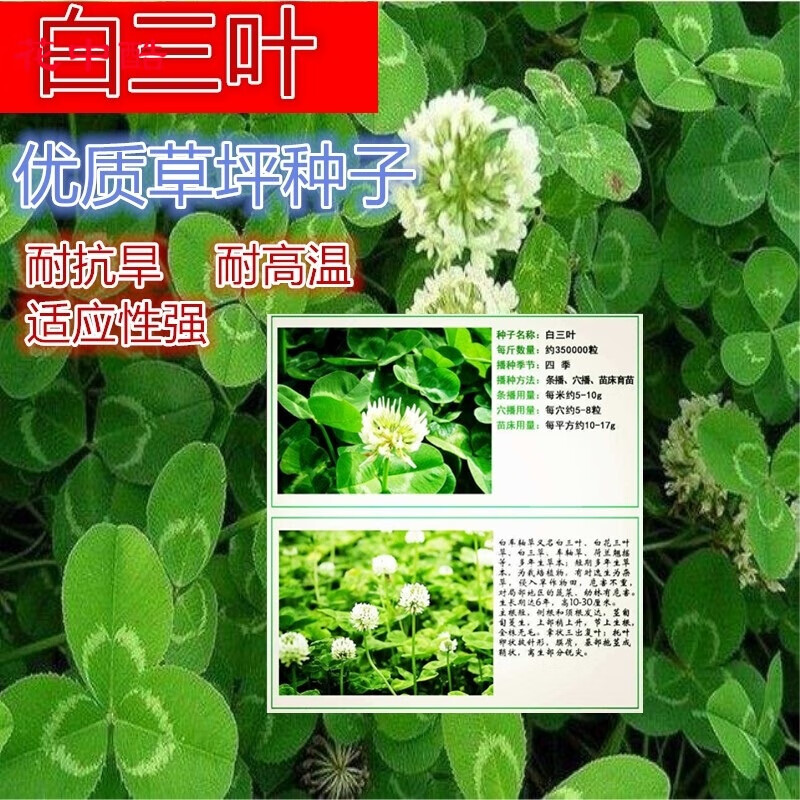 花中酷红三叶草种子 白三叶草种子  牧草种子不修剪护坡 进口白三叶
