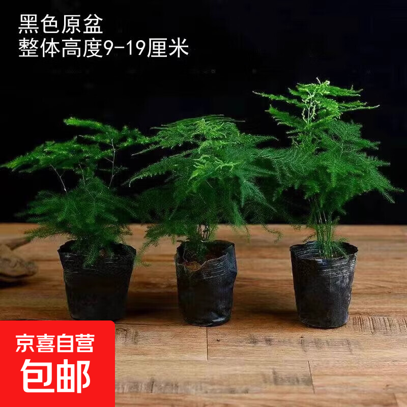 文竹盆栽绿植花卉盆景植物室内客厅水培文松云竹文竹大苗四季常青 小文竹【1颗】原盆原土球发货 高度15-25cm