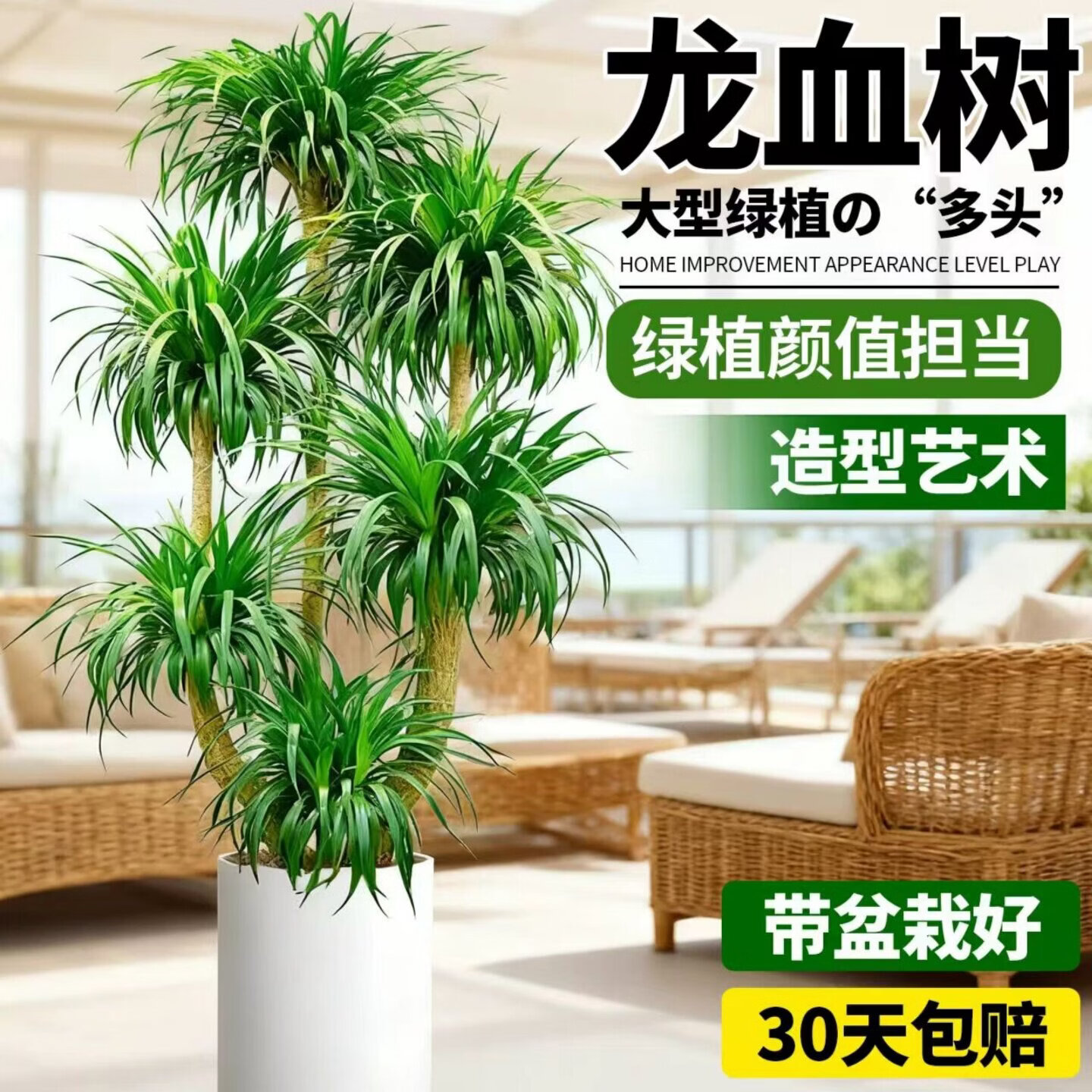 ̾Ϊ��ֹ �������� ���˱��ӷ���������������ɢβ���칫���ڿ�ҵ��Ǩ��Ʒ ��ͷ��Ѫ��1.5-1.7�ס���ʯ�衿 ���� 268Ԫ