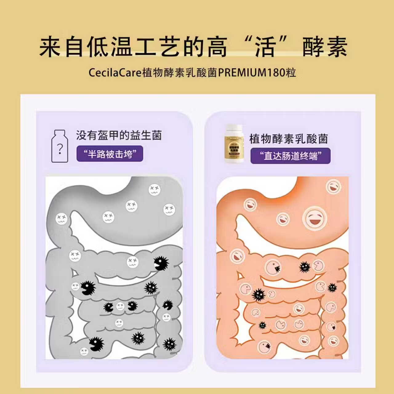 Cecila Care日本植物酵素香槟金加强版酵素夜间乳酸菌果蔬酵素180粒升级装 香槟金植物酵素升级版 180片*1瓶