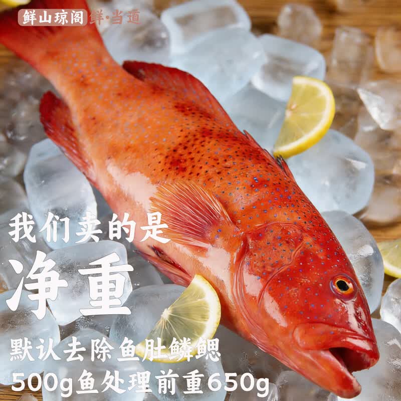 鲜当道优选东星斑鲜活锁鲜三去净膛肉质细嫩家常海鲜食材顺丰包邮 【家庭优选款】1.1-1.3 斤 / 条 原条鲜冻