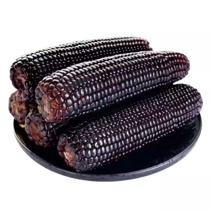 果园汇  东北黑玉米棒净重10根装真空包装 单根150g以上 新鲜蔬菜黑玉米