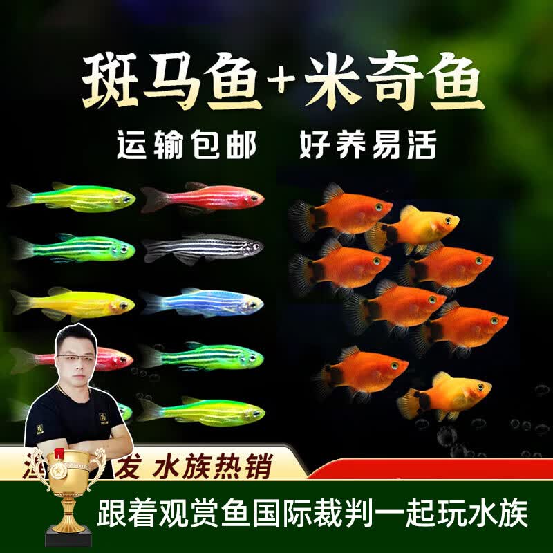 美人雾【渔场直播专属链接】斑马鱼+米奇鱼 混合装观赏鱼热带鱼 【斑马+米奇】20送20条备损 发40 1-3cm