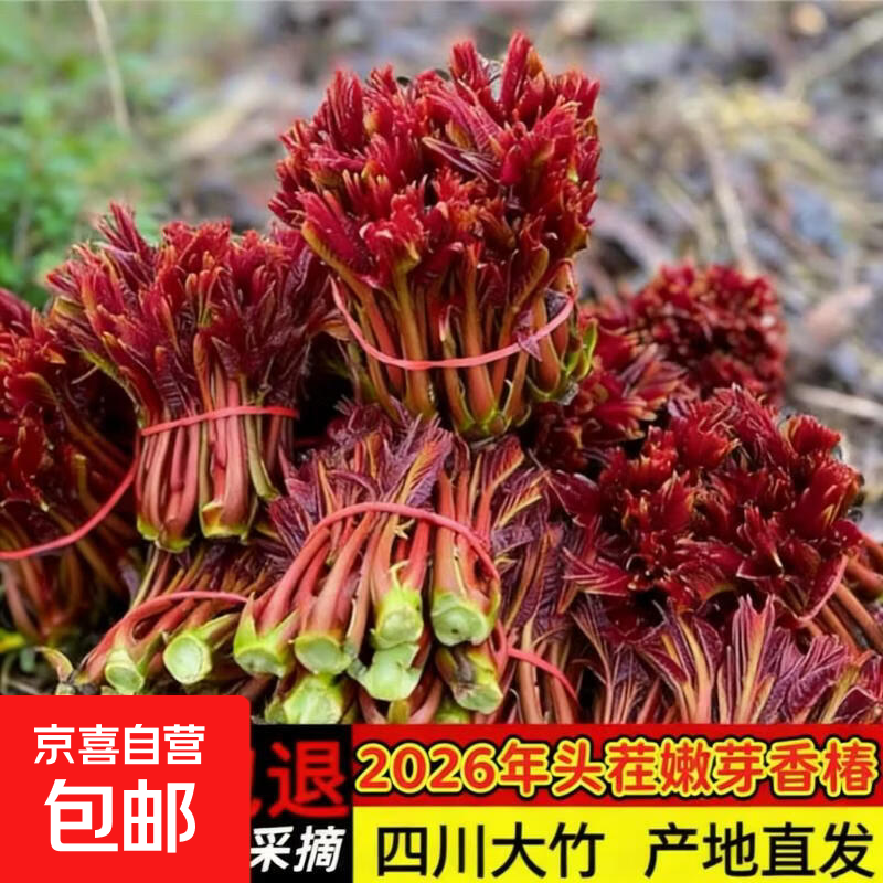 新鲜现摘四川达州当季香椿蔬菜沙拉可食用 香椿芽1斤
