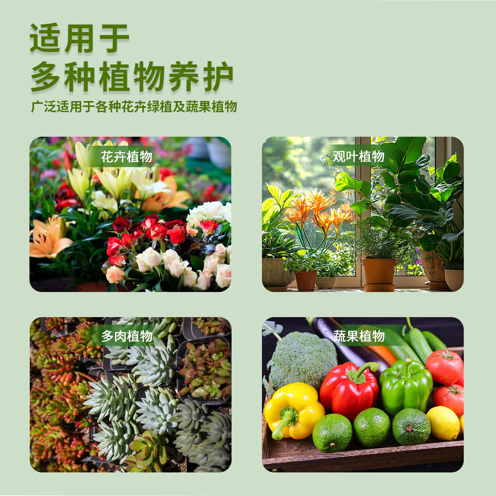 亮彩植物营养液通用型浓缩家用养花盆栽绿植花卉水培土培适用亮彩丁丁 通用型