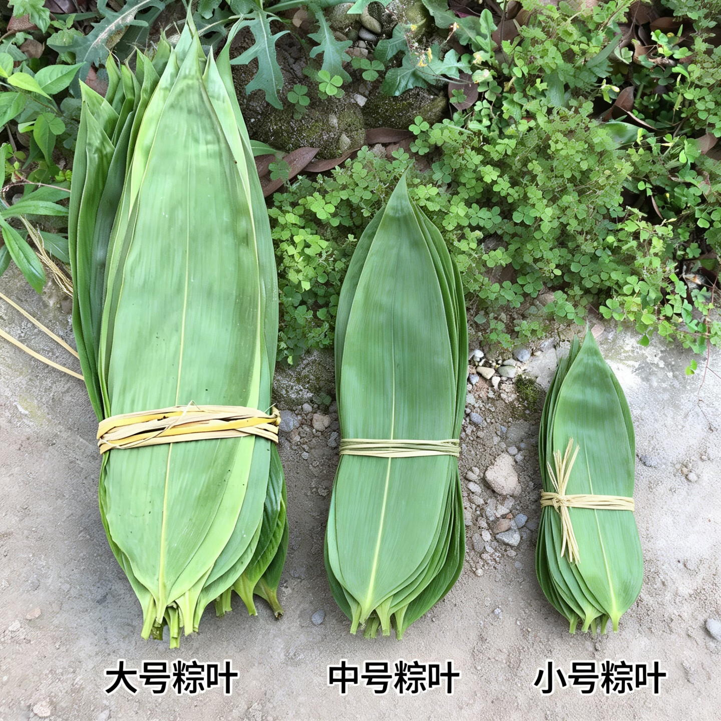 炎之梦®湖南高山粽叶新鲜现摘箬叶端午包粽子专用棕叶商用大粽叶 【大号】200片+【中号】200片（送绳+教程）