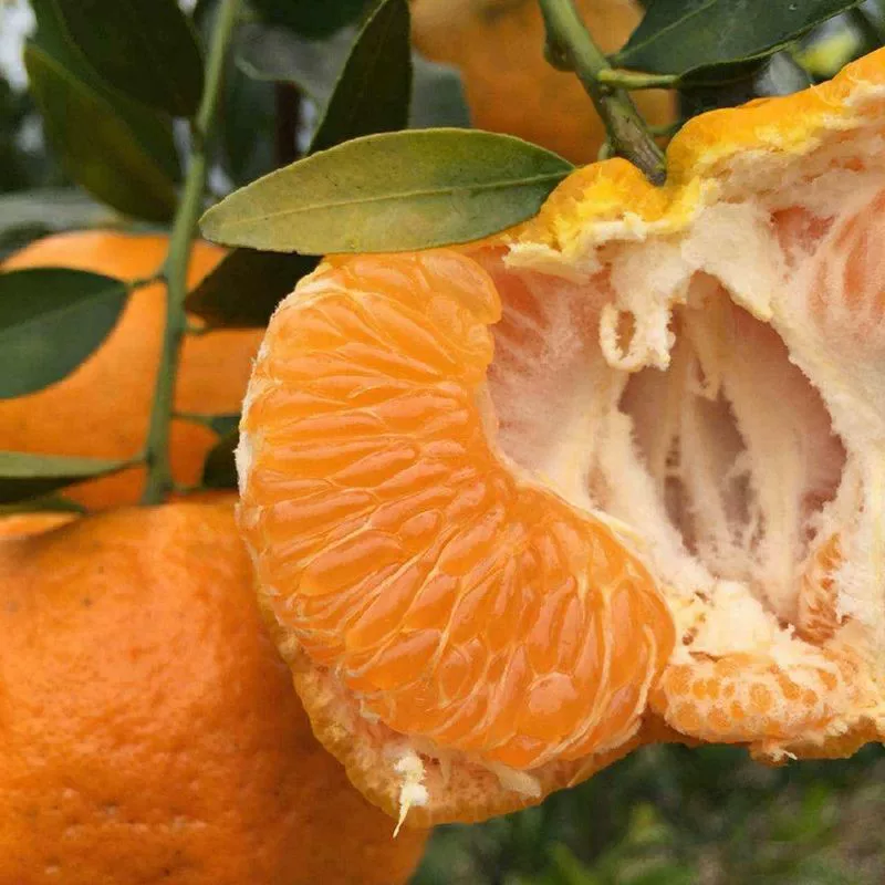 uncle lemon四川芦柑椪柑橘子新鲜柑橘老树品种带籽应当季孕妇水果新鲜现摘 中果(60-65g) 5斤