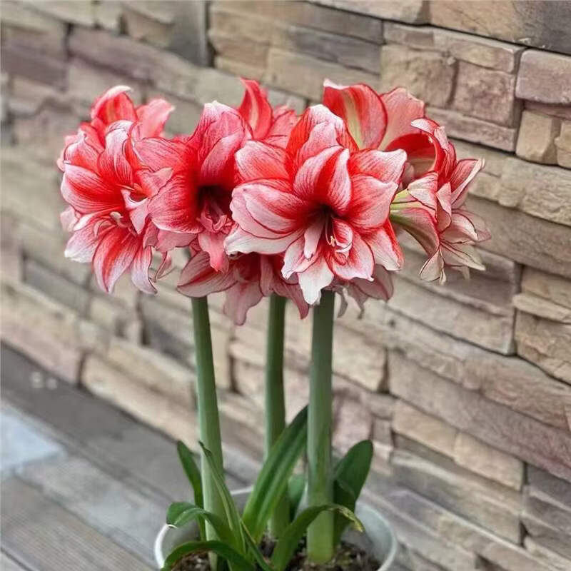 种花迷进口重瓣朱顶红种球室内外好养花卉盆栽植物庭院阳台种植易活球根 朱顶红 鬼魅3颗装（球体直径3厘米左右） 周长11-12CM/送肥料