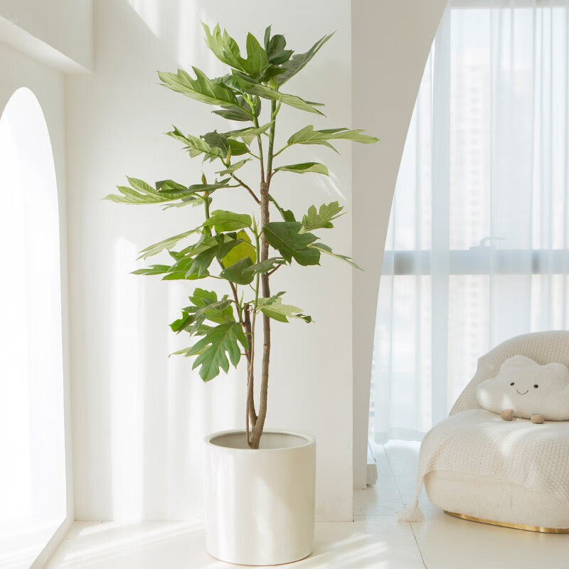 艺植艺品【送货到家】大型面包树罗蜜树公司展厅室内客厅办公室盆栽大