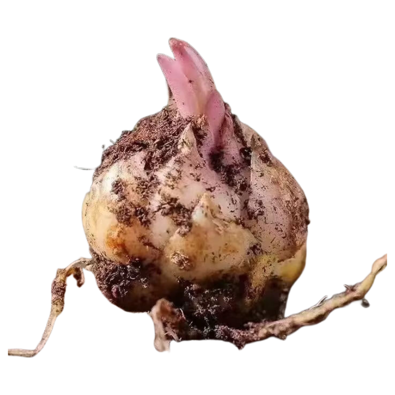 ���ڲ�����������ˮ�ٺ������ļ��������԰ٺϻ������Ӻ��������ʻ��� �ٺϻ�ɫ5�Ŵ�����+��  ������ 18.8Ԫ��2��(��9.4Ԫ/��)