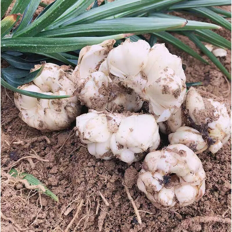 宜兴鲜百合 水果蔬菜25年食用百合新鲜 微苦 卷丹百合产地直发 两斤（每斤3个左右）