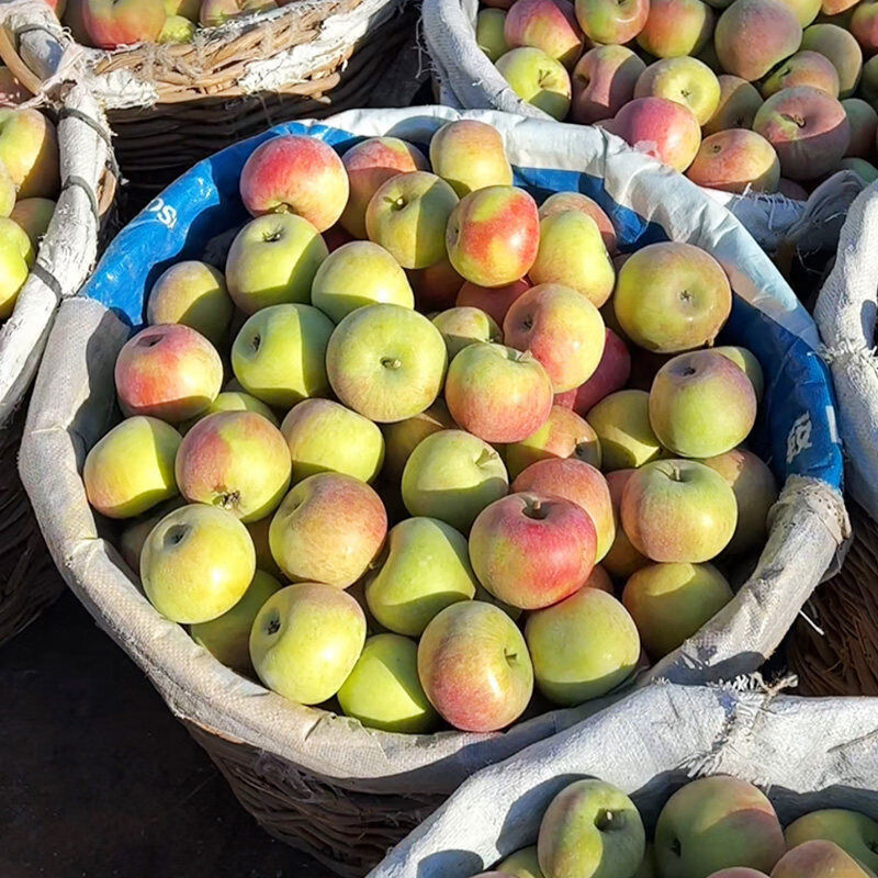 鞍山南果梨辽南小光苹果5斤装辽宁瓦房店果光东北产鲜酸甜水果 5斤 60mm以下