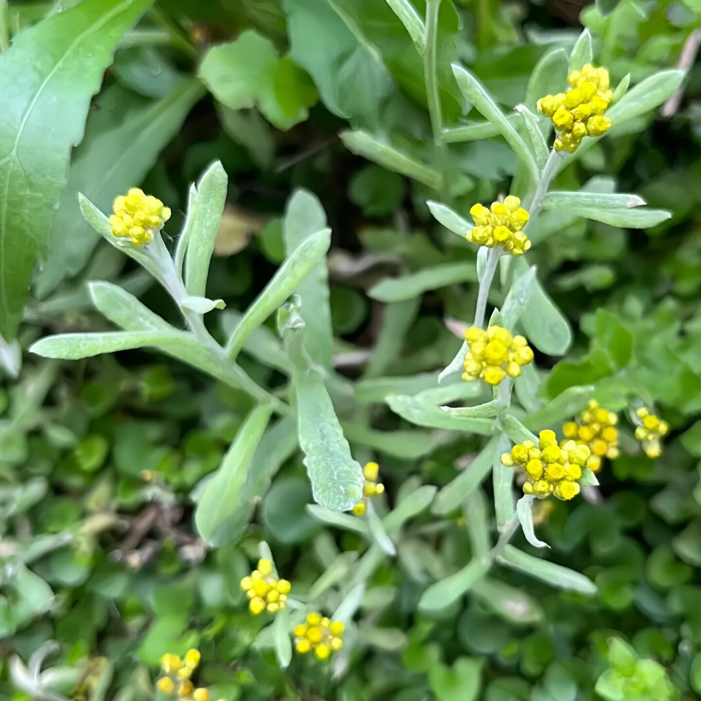 炎之梦®湖南鼠曲草清明菜鼠耳草黄花白艾田艾草糍粑青团原料新鲜现摘 白艾(鼠曲草) 500g