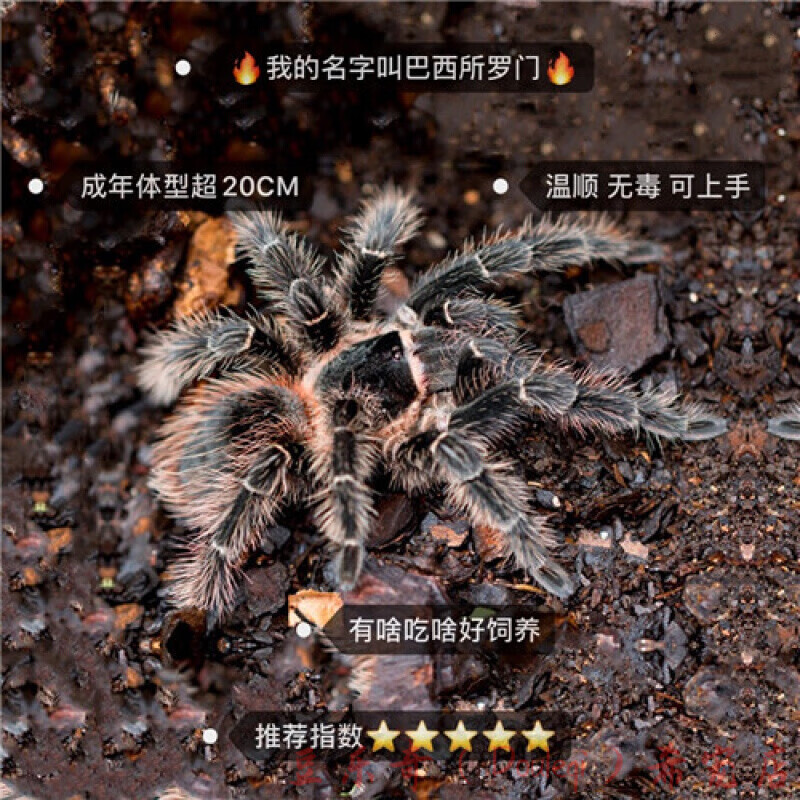 网红宠物蜘蛛爬虫巴西所罗门金直间智利火橙巴布温顺好养 巴西所罗门2