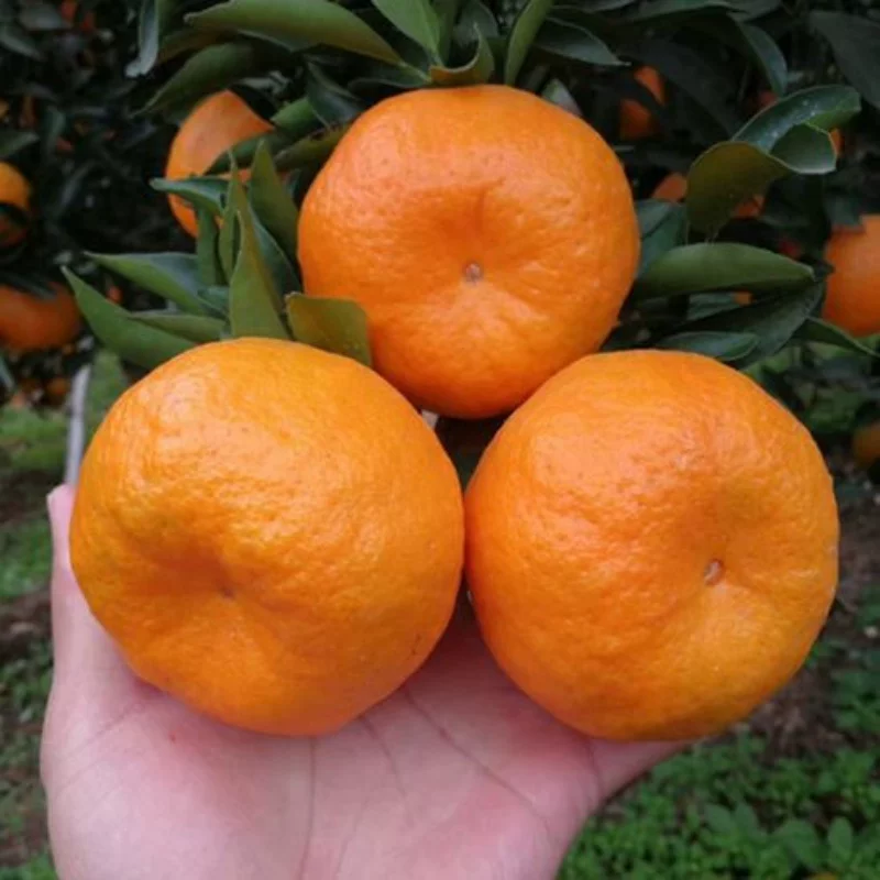 uncle lemon新鲜现摘正宗四川芦柑椪柑橘子新鲜柑橘老树品种应当季孕妇水果 5斤 中果（单果重量70-90g）