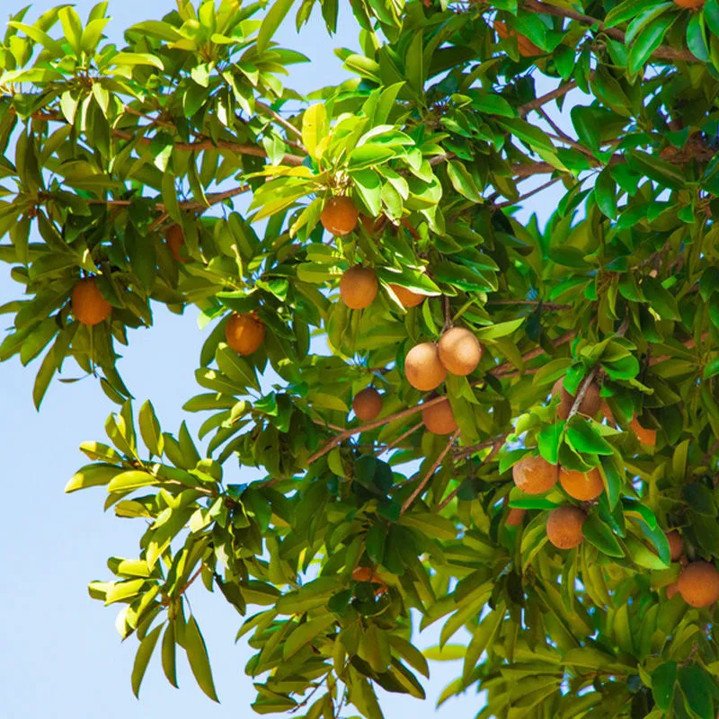 海南人心果人参果罕见水果养生圣果巨甜多汁老树现摘批发整箱包邮 精选大果 5斤