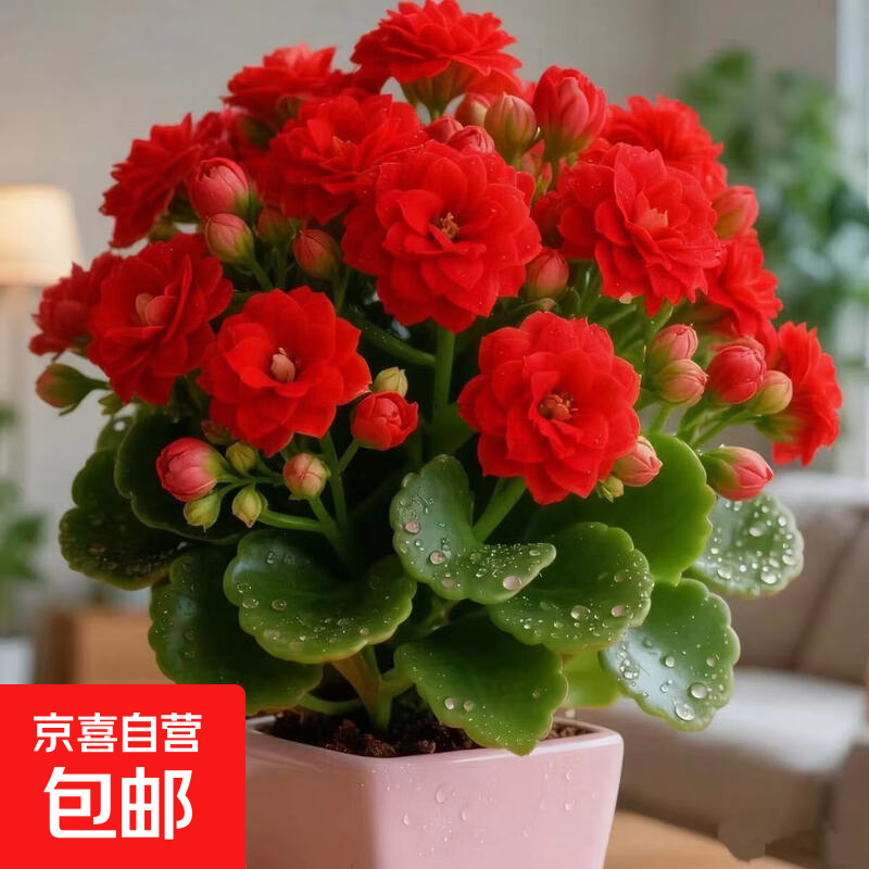 【带花苞发】稀有金狐狸长寿花盆栽重瓣四季开花室内客厅阳台花卉 带花苞【红色】配绿色加仑盆